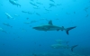 Hombre de 57 años desaparece tras supuesto ataque de tiburones en Australia