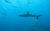 Hombre de 57 a&ntilde;os desaparece tras supuesto ataque de tiburones en Australia