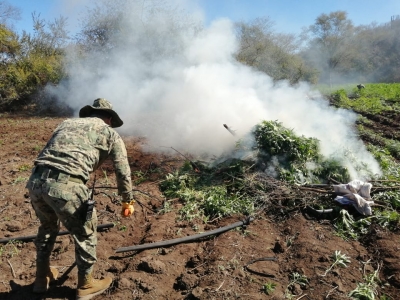 Marina y Polic&iacute;a Estatal localizan cuatro sembrad&iacute;os de amapola y marihuana al Norte de Sinaloa