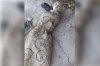 &iexcl;Travesura! Dejan enlonado&hellip; un maniqu&iacute;