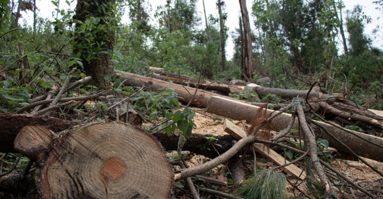 Narco controla tala ilegal de bosques en cuatro estados