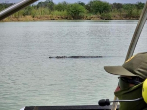Enorme cocodrilo es captado en el R&iacute;o Bravo; se cree fue llevado para que migrantes no crucen por ah&iacute;