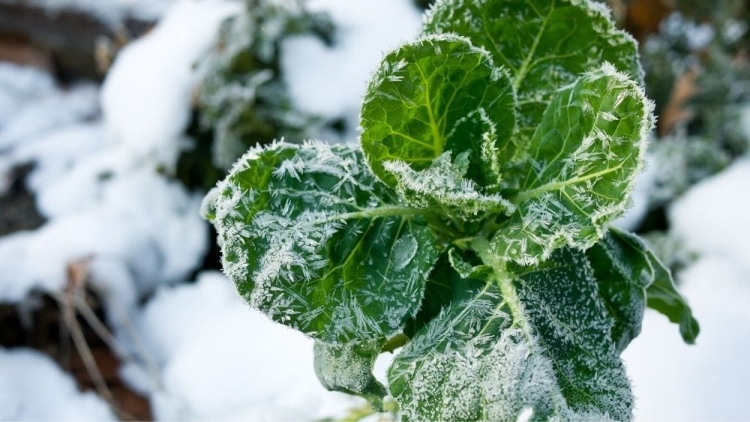 En riesgo los cultivos en la zonas frías del estado, por segunda tormenta invernal: Caades