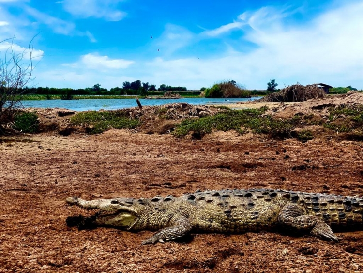 ¡Aguas, zona de cocodrilos!