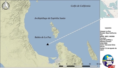 Avioneta procedente de Guaymas se desploma en la bah&iacute;a de La Paz