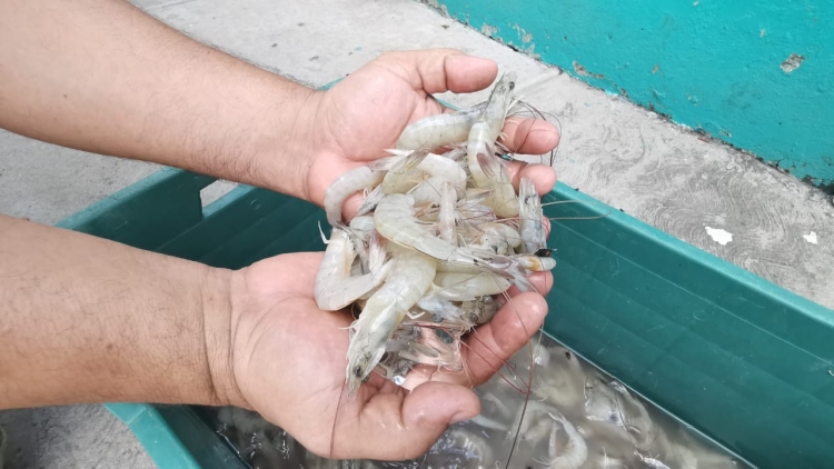 Reportan baja producción de camarón en Villa Unión