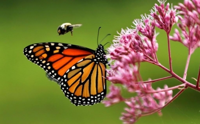 EU desiste de declarar a la mariposa monarca en peligro de extinci&oacute;n