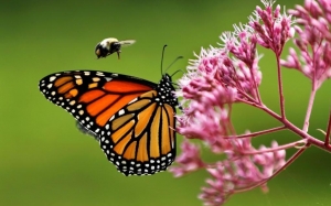 EU desiste de declarar a la mariposa monarca en peligro de extinci&oacute;n