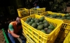 Aguacateros pierden hasta 20 mdd diarios por suspensi&oacute;n de exportaciones a EU