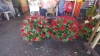 Esperan ventas del 70 por ciento en flores por el D&iacute;a de Muertos