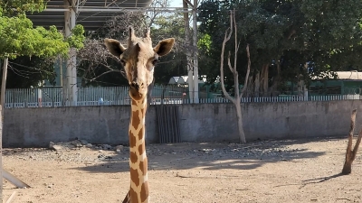 Pide Secretario de Gobierno no se especule sobre robo de la Jirafa del Zoológico de Culiacán
