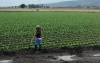 Inicio de lluvias mejora el panorama agrícola: UAS