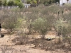 RESUMEN: 4 personas asesinadas, una 'levantada" y un auto robado en Sinaloa, el saldo rojo del 31 Mayo 2026