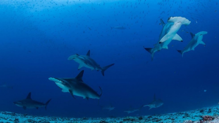 Calentamiento océanico amenaza la reproducción de los tiburones