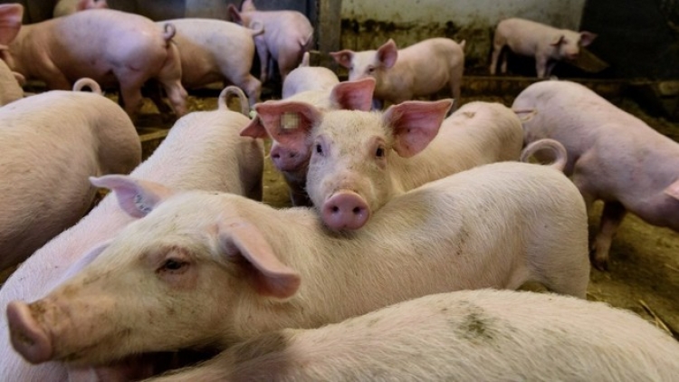 Experto afirma que es muy prematuro hablar de una nueva pandemia ante supuesta gripe porcina