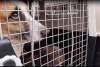 Es lamentable la crueldad humana hacia los animales dom&eacute;sticos, se&ntilde;al&oacute; ambientalista