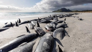 Mueren 250 ballenas piloto varadas en Nueva Zelanda