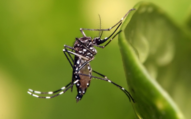 Investigadores de la UAS buscan obtener diagn&oacute;sticos certeros en enfermedades como dengue, zika y otras virosis