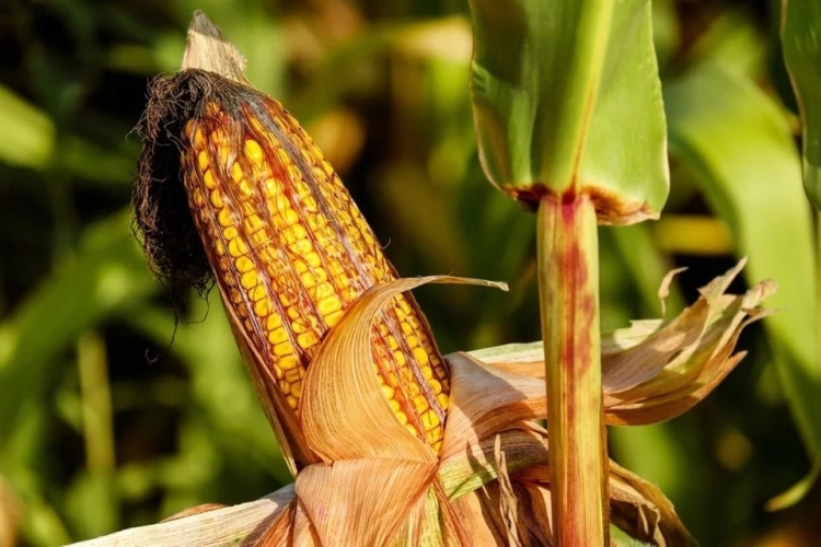 Echan abajo restricción a importación de maíz transgénico