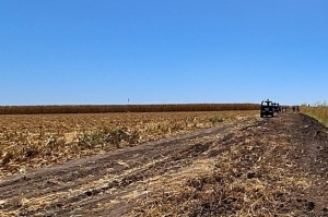 En estado cadavérico localizan a una mujer en un campo agricola de Villa Juárez, Navolato