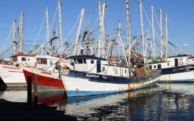 Pescadores esperan buena producción para exportar