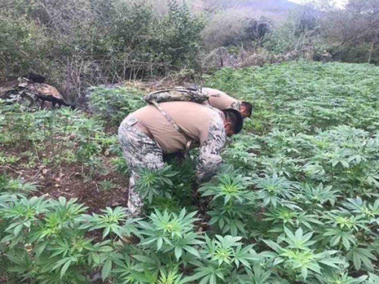 Semar ha asegurado y erradicado 99 mil kilos de mariguana en Sinaloa, pertenecientes al "Mayo Zambada" en lo que va del a&ntilde;o