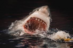 Tibur&oacute;n blanco ataca en Sonora; mata a tres buzos