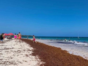 Sargazo comienza a invadir las playas del Caribe mexicano