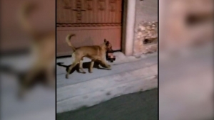 Graban a perro que carga en su hocico una cabeza humana, por calles de Monte Escobedo, Zacatecas