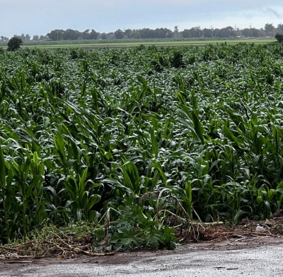 Lluvias invernal de hoy da&ntilde;a los cultivos de ma&iacute;z en Sinaloa: COUC