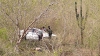 Muere conductor en una volcadura sobre la carretera Culiacán-Mazatlán