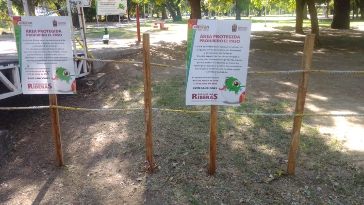 Restringen acceso a la Isla de Orab&aacute; por incubaci&oacute;n de la iguana verde