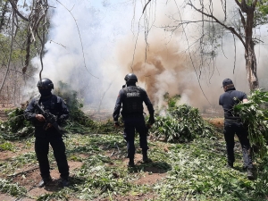 La PEP localiza plant&iacute;o de presunta mariguana en Mazatl&aacute;n