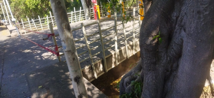 Abejas Africanas debajo del Puente Bimodal; Protección Civil y Tránsito Municipal retiran panal