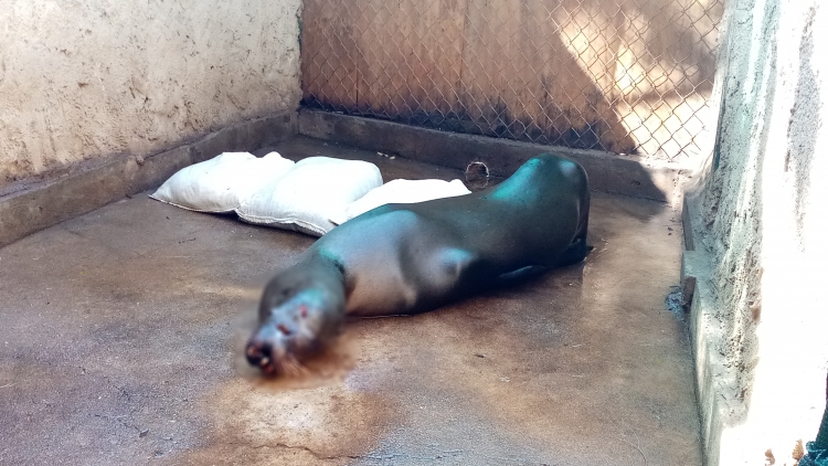 En estado cr&iacute;tico lobo marino encontrado en El Tambor