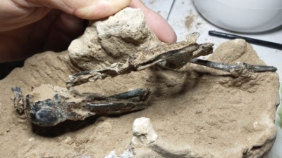 Hallan en Argentina f&oacute;sil de un p&aacute;jaro carpintero de hace 200,000 a&ntilde;os