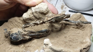 Hallan en Argentina fósil de un pájaro carpintero de hace 200,000 años