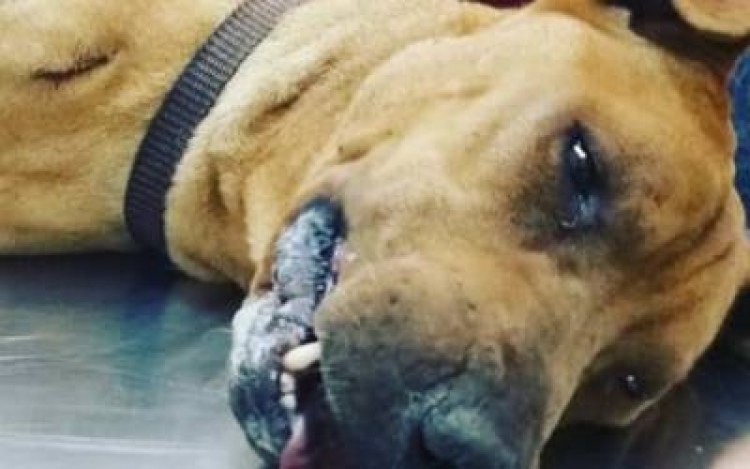 Denuncian envenenamiento masivo de perros en Sinaloa; tres personas resultaron intoxicadas