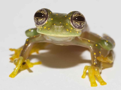 Regular&aacute;n comercio internacional de ranas de cristal, explotadas en mercados de mascotas
