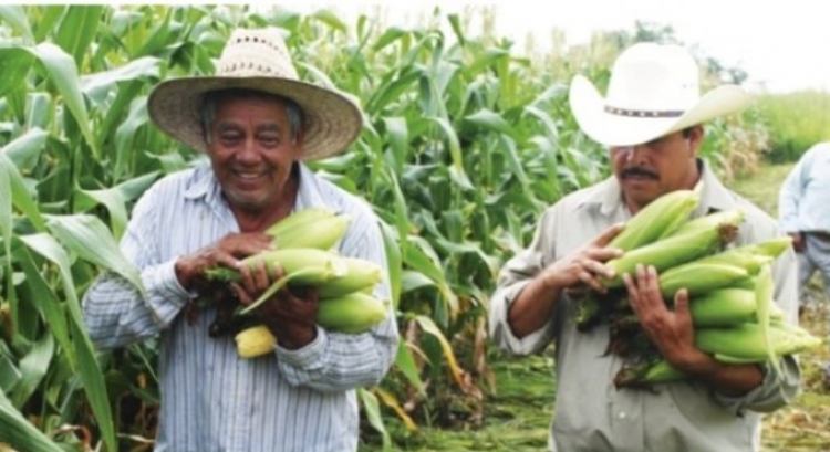 El precio internacional del maíz rescata al campo agrícola sinaloense, aseguró el CAP