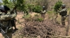 En Cosalá, Grupo Interinstitucional asegura un área de concentración y un plantío de marihuana en distintos hechos