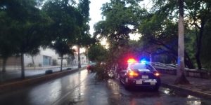 Lluvias descomponen sem&aacute;foros y tumba &aacute;rbol en el malec&oacute;n