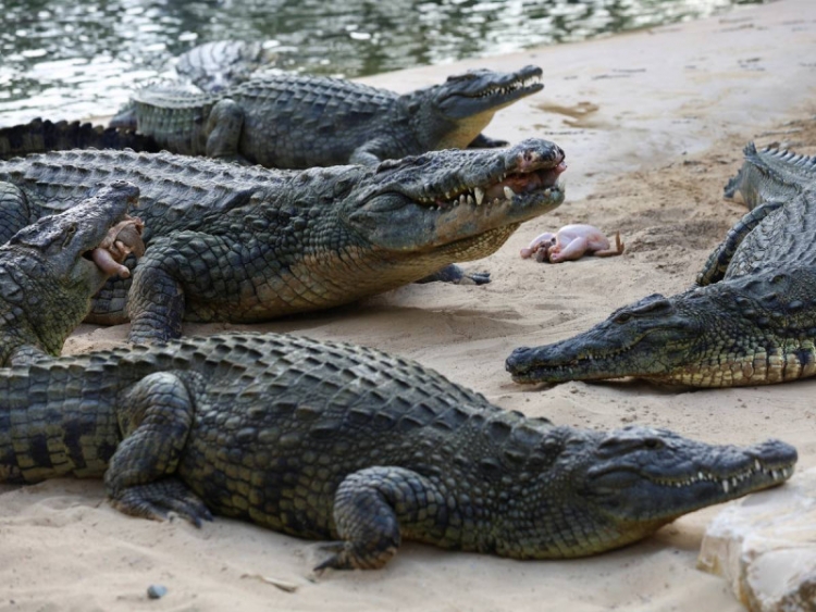 Granjero de cocodrilos es &#039;devorado&#039; por sus reptiles tras caer a su recinto por accidente
