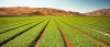 Trump anunci&oacute; aranceles a los productos agr&iacute;colas mexicanos, a partir del 2 de abril