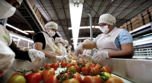 Sinaloa ocupa el primer lugar nacional en generaci&oacute;n de empleos formales durante el mes de Septiembre del 2020