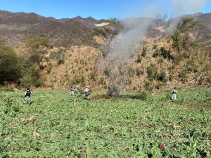 Guardia Nacional destruy&oacute; al menos dos sembrad&iacute;os de amapola en Tamazula