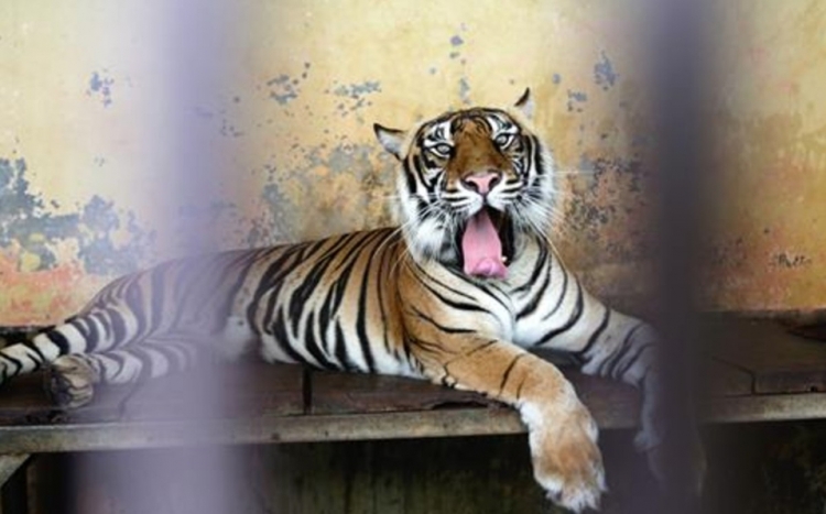 En Chile, trabajadora de limpieza muere tras ser atacada por tigre en un parque de safari