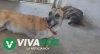 Aumenta un 60% el maltrato animal en Sinaloa: Fundaci&oacute;n Barto y Togo