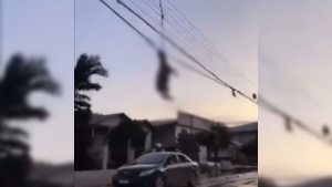 Cicl&oacute;n apocal&iacute;ptico deja ovejas colgadas de los cables de luz en Brasil: hay 28 personas muertas tambi&eacute;n y 1,600 casas afectadas