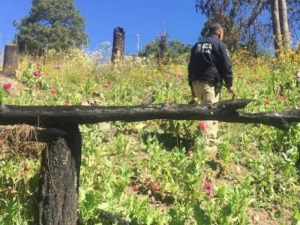 Destruyen plantío de amapola de 740 metros en la Sierra Tarahumara